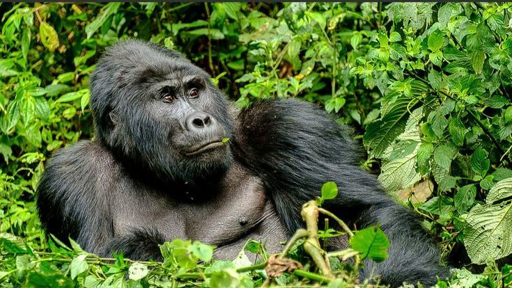 Uganda Mountain Gorillas